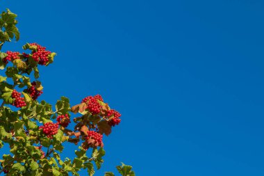 Red viburnum berries and green leaves in the left corner against a clear blue sky on a sunny day