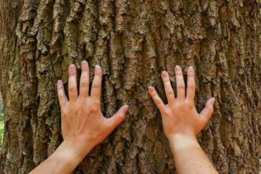 Two hands touched the trunk of a large tree. Male and female hands. Environmental protection