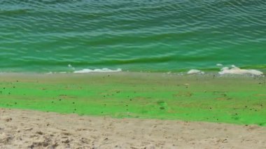 Kıyıdaki nehirde yeşil çiçek açan su. Kumsal. Su kirliliği çevresel bir sorundur