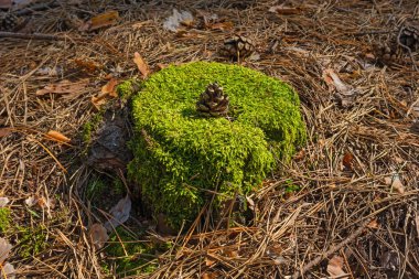 Yosun kaplı yaşlı bir kütük. Kozalaklar ve çam iğneleri