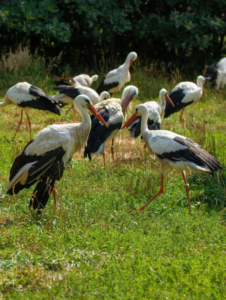 Bando Guindastes Num Prado Num Dia Ensolarado Observação Pássaros Natureza — Fotografia de Stock