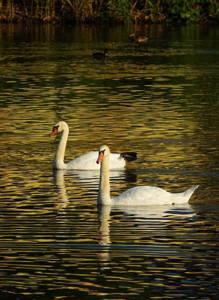 Dois Cisnes Brancos Flutuam Lado Lado Água Pequenas Ondas Superfície — Fotografia de Stock