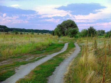 Akşamları tarlada yol. Ukrayna kırsalının doğası