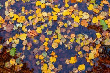 Sarı yapraklar suda yüzer. Sonbahar arkaplanı. Yukarıdan görüntüle