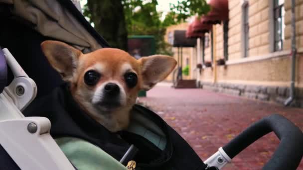 Câine Mic Stă Într Pungă Câine Chihuahua Tremură Frig Într — Videoclip de stoc