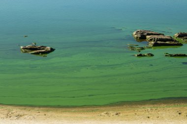 Water with blooming algae in the Dnieper river. Green water on the sandy shore on a sunny day. Large stones stick out of the water clipart