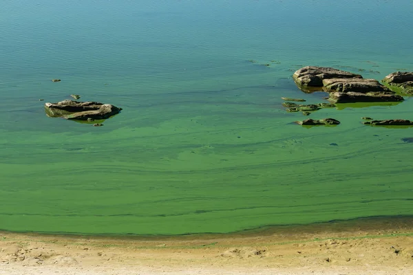 Voda Kvetoucími Řasami Řece Dněpru Zelená Voda Písečném Břehu Slunečného — Stock fotografie