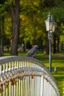 Bir güvercin, şehir parkındaki yaya köprüsünün demir parmaklıklarında oturur. Yumuşak seçici odaklanma. Güneşli bir gün