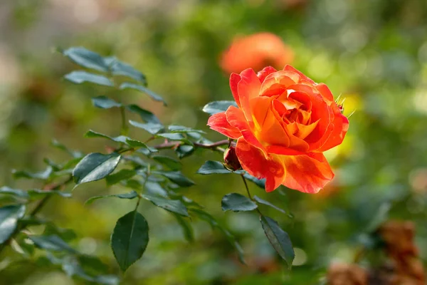 Piękne Czerwone Róże Zbliżenie Rozmytym Tle Miękkie Ukierunkowanie Selektywne — Zdjęcie stockowe