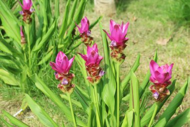 Kırmızı çiçeklerin yakın plan fotoğrafı, yumuşak bulanık arkaplan