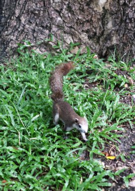 Parktaki sincabın yakın çekimi.