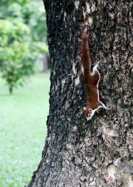 Parktaki sincabın yakın çekimi.