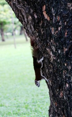 Parktaki sincabın yakın çekimi.