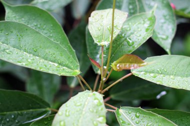 close-up photo of green leaves soft blur background