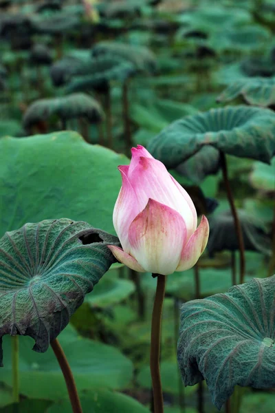 A pink lotus is in a lotus pond with lush lotus leaves.