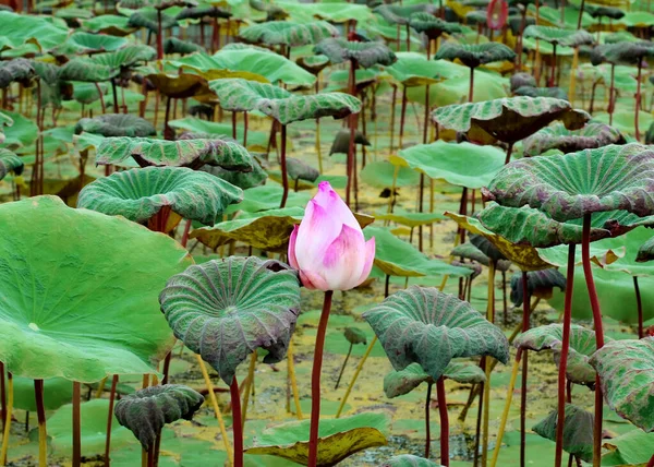 A pink lotus is in a lotus pond with lush lotus leaves.