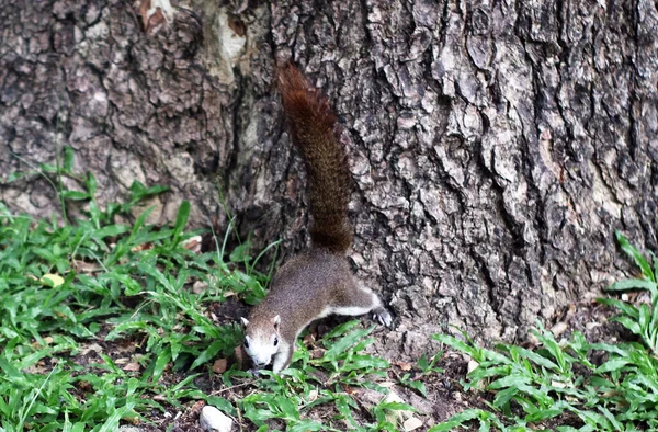 Close Squirrel Park — ストック写真
