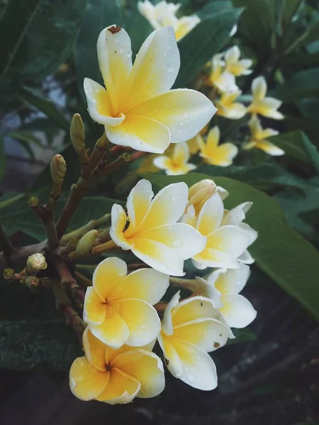 Frangipani Цветок Белый Желтый — стоковое фото