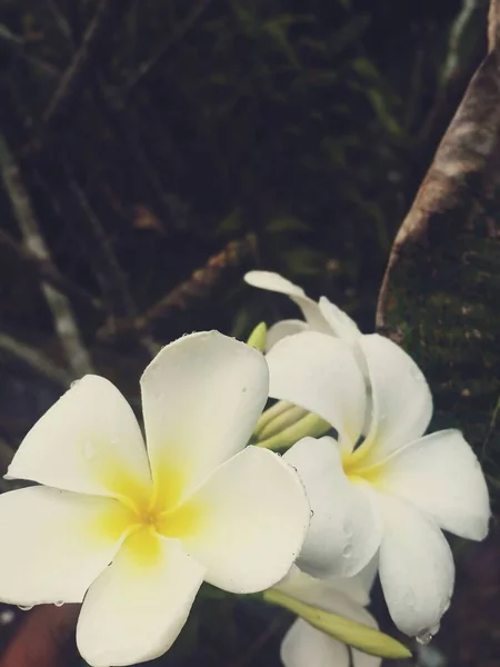 frangipani flowers in my house