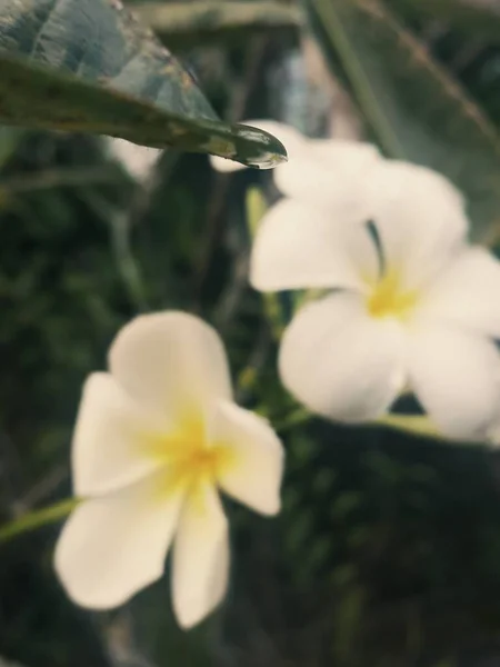 Två Vita Frangipani Blommor — Stockfoto