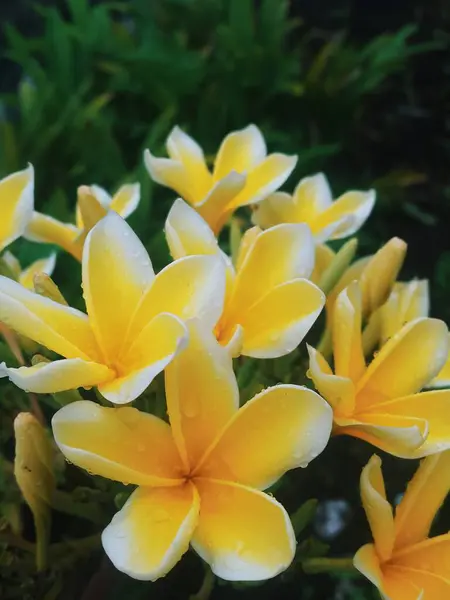 Yellow Frangipani Flowers Rain — 图库照片