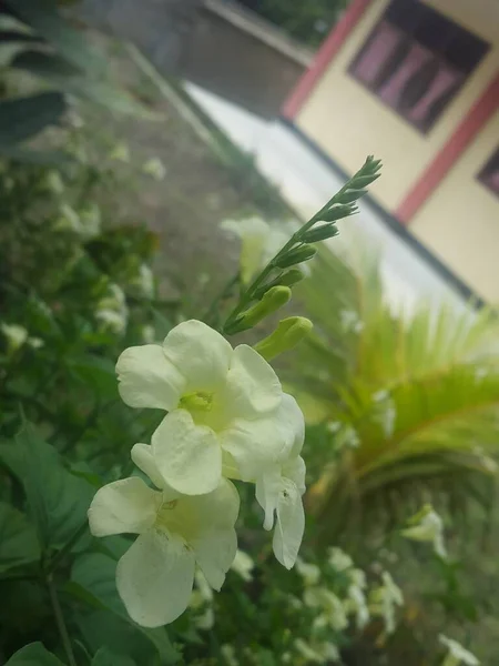 White Flowered Wild Plant School — Zdjęcie stockowe