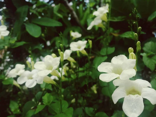White Flowered Wild Plant — 图库照片