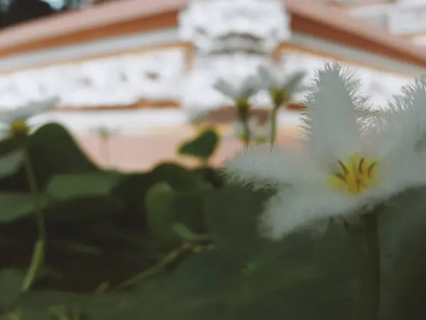White Hint Yellow Lotus Flower Sudamala — 图库照片