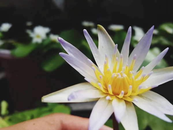 White Lotus Flower Slightly Purple — 图库照片