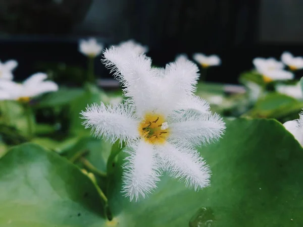 Mini White Lotus Sudamala — 图库照片