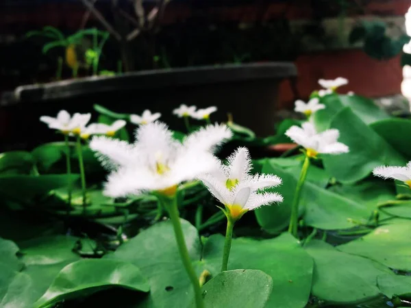 Sudamala Lotus Flower Ritual — 图库照片