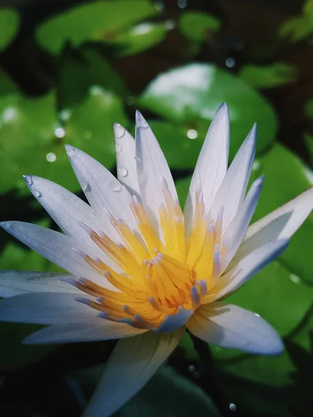 Gentle Purple Lotus Pond Rain — 图库照片