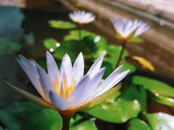 Gentle Purple Lotus Pond — 图库照片