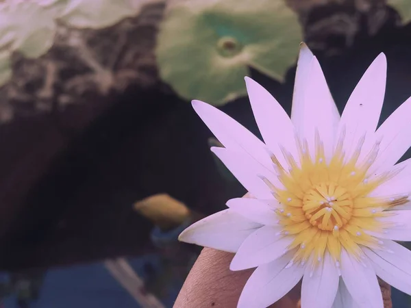 Flor Lótus Com Cor Roxa Macia Mini Lagoa — Fotografia de Stock