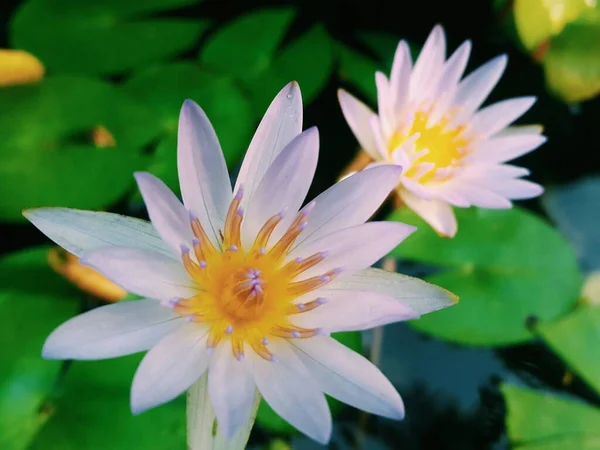 Lotus Flower Soft Purple Color Mini Pond — 图库照片