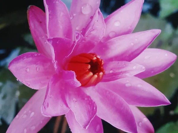 Magenta Lotus Flower Rain — 图库照片