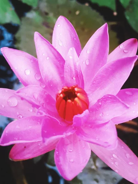 Magenta Lotus Flower Rain — 图库照片