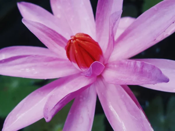 Magenta Lotus Flower Pond — 图库照片