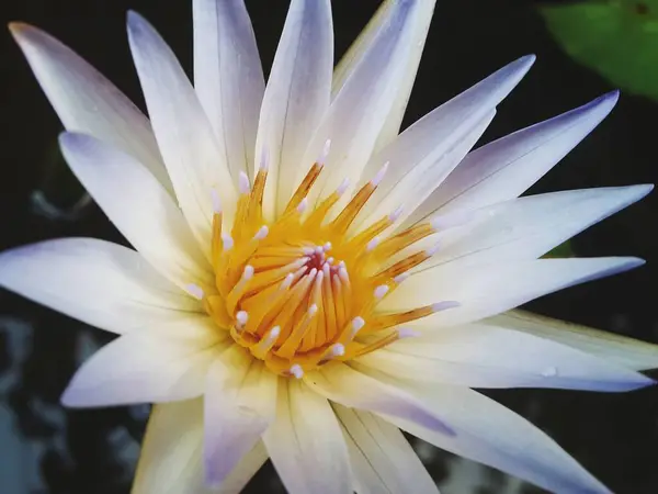 Lotus Flower Soft Purple Color Mini Pond — 图库照片