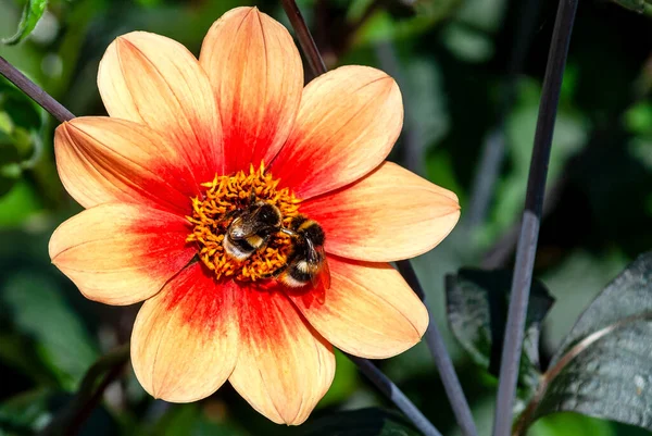 Close-up with two bumblebees on a big exotic Dahlia blossom at springtime