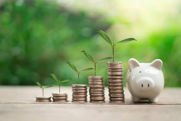 The plant grows on a coin in a glass jar with a green bokeh background. A white piggy bank next to. Money saving, ideas business planning, save money for prepare in the future.