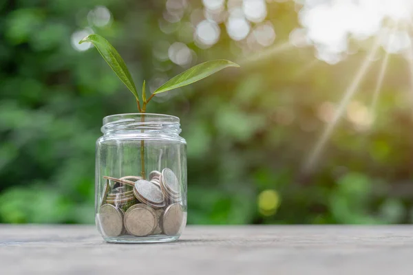 Coins are in a jar and there are grown plants inside. There is a beautiful green bokeh meaning saving money and growth. Concept saving money, growth, economic business and investment.