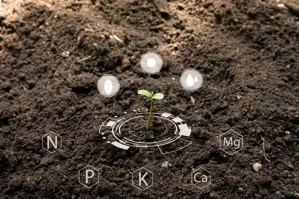 Seedlings grow from fertile soil with Icon digital attached along with other nutrients that are essential for plant growth. Concept of growth, care for the world Towards living things to nature.