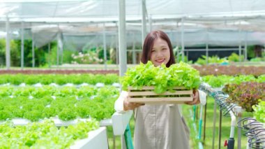 Asian woman farmer she has bright and happy smiling holding a basket of fresh lettuce in a greenhouse hydroponics farm system, organic vegetable concept.