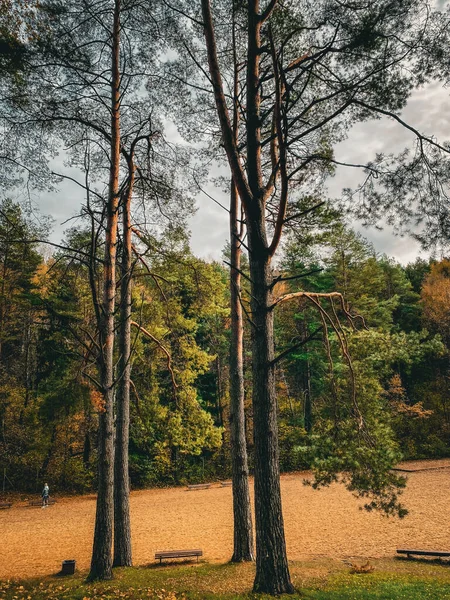Árvores Parque — Fotografia de Stock