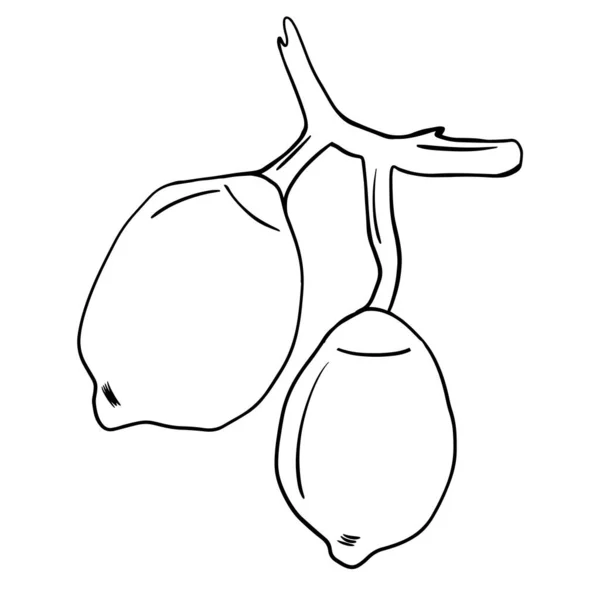 Black Doodle Lemon Handdrawn Citrus Illustration — Image vectorielle