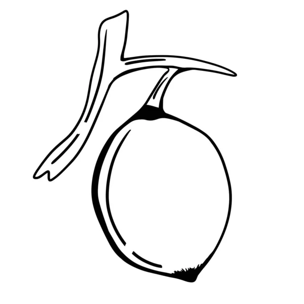 Μαύρο Σκίτσο Λεμονιού Χειροποίητη Απεικόνιση Εσπεριδοειδών — Διανυσματικό Αρχείο