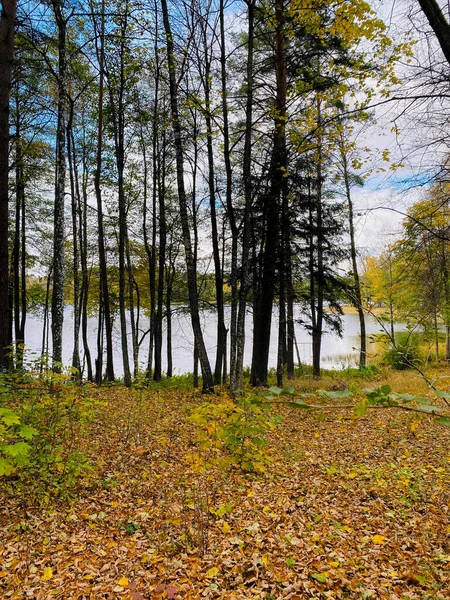 Paysage Automne Avec Arbres Forêt Lac — Photo