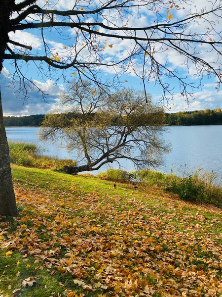 Floresta Outono Bela Natureza Vista Lago Parque Dia Nublado — Fotografia de Stock