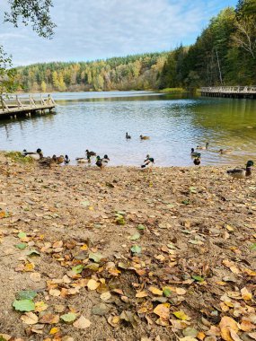 Nehir kıyısındaki ördekler